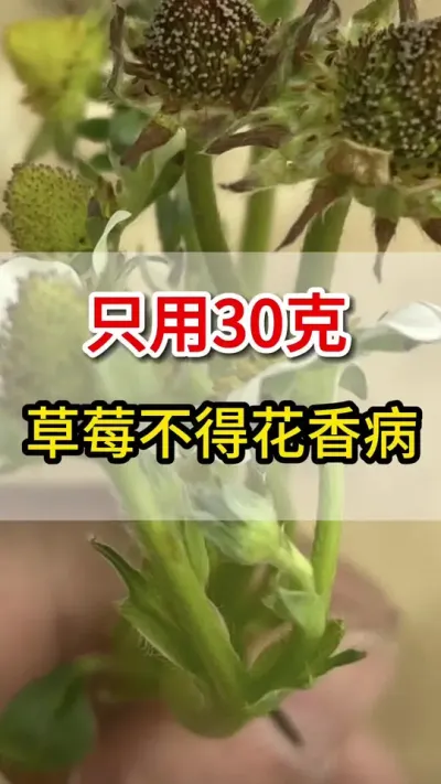 灰霉病大爆发，教你一招就搞定#灰霉病#三农