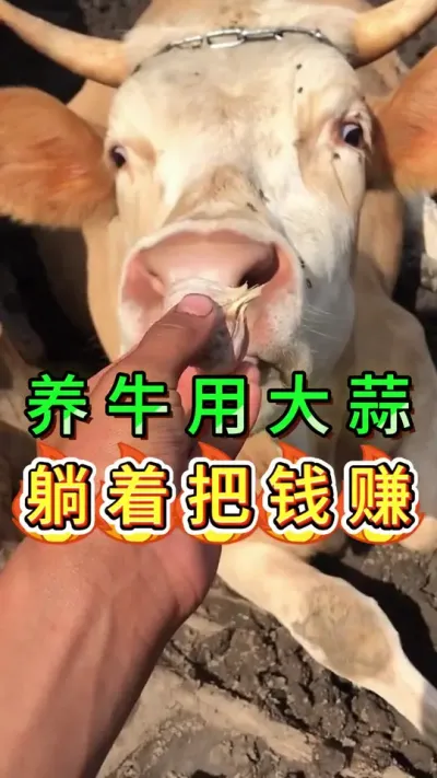 养牛用大蒜躺着把钱赚#养牛人#三农#养牛#养殖