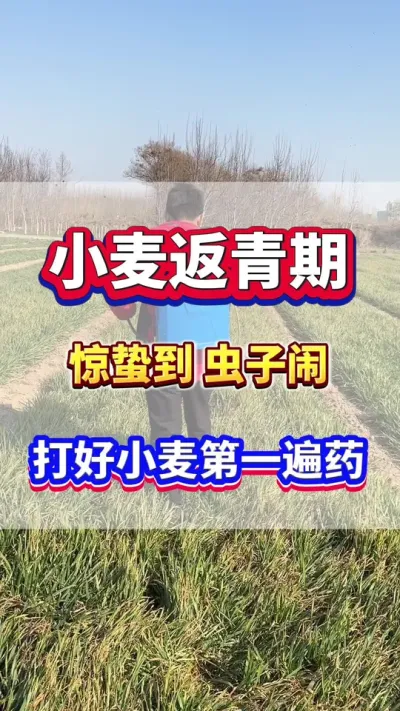 马上惊蛰节气，小麦返青期第一遍药一定要打好！#小麦种植  #小麦高产  #小麦追肥  #小麦种植管理技术