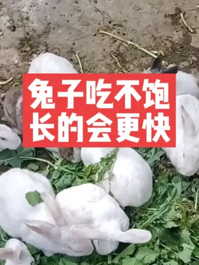 兔子吃不饱，长的会更好 #兔子#三农#养殖#养兔人