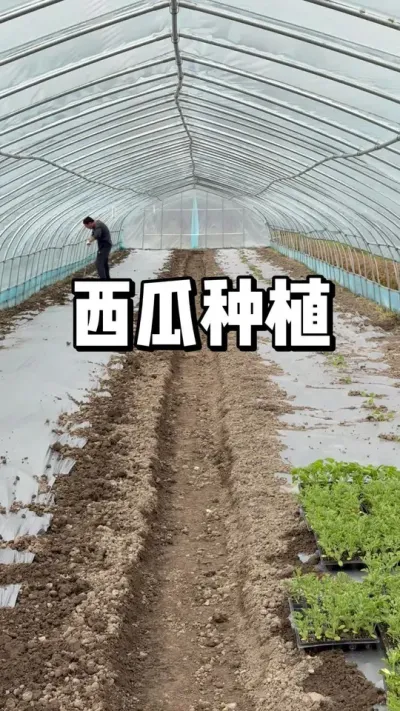 西瓜种植方法，西瓜怎么移栽 #一份耕耘一份收获