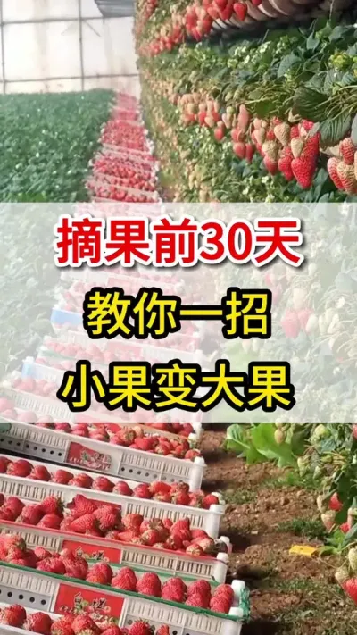草莓采摘前一个月，用上它，果大果多产量高#草莓🍓 #膨果#三农