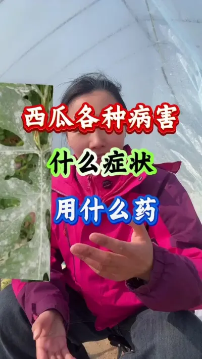 西瓜种植 西瓜各种病害什么病症用什么药#西瓜种植#西瓜管理#种西瓜#病害防治