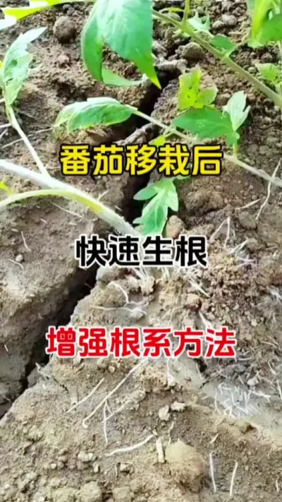 番茄移栽后快速生根，叶片浓绿，抗早衰，花卉绿植，果树等都可用#种植小技巧 #西红柿种植 #生根剂 #生根壮苗