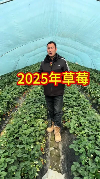2025年草莓如何#草莓还能种吗