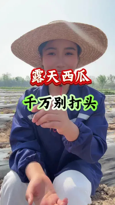 西瓜种植 露天西瓜千万别打头 #西瓜种植 #西瓜管理 #露天西瓜