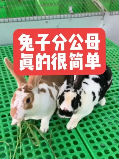 兔子分公母，真的很简单 #兔子#养殖#三农#养兔子