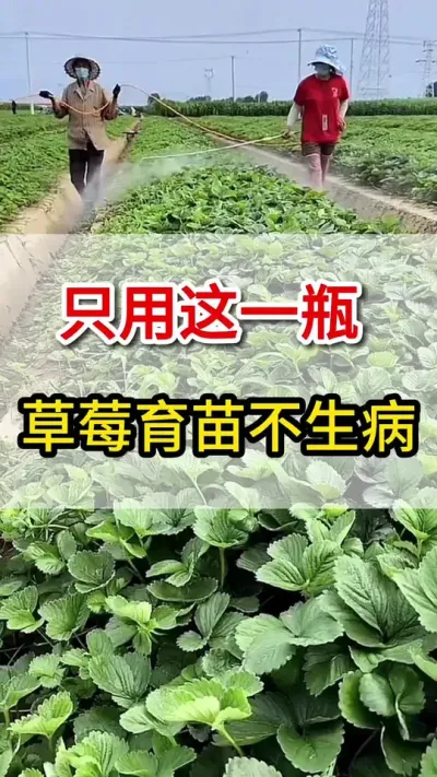草莓各种病，这一瓶一壶水搞定#草莓 #服务三农支持三农