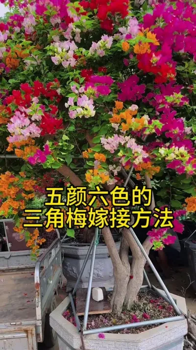 开春了，喜欢五颜六色的三角梅不用买，在家自己嫁接 #种植小技巧 #三角梅 #嫁接