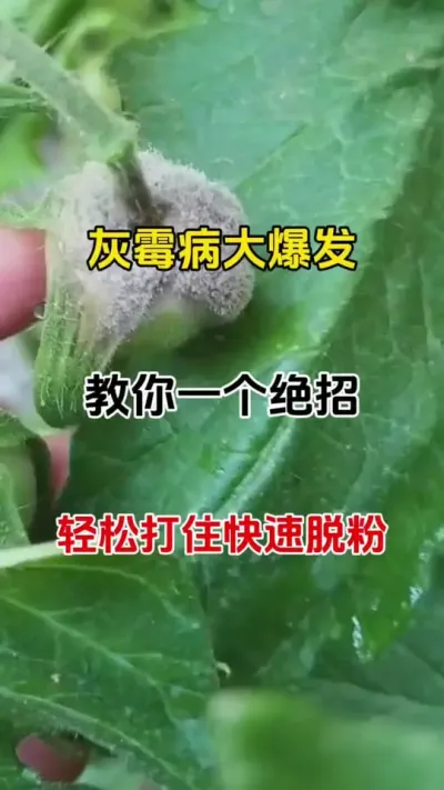 灰霉病大爆发，教你一个绝招，轻松打住，快速脱粉#三农种植 #种植小技巧 #农业知识