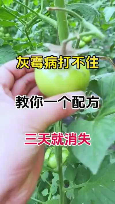 灰霉病一个配方可防可控无抗性#灰霉病 #番茄灰霉病 #三农种植
