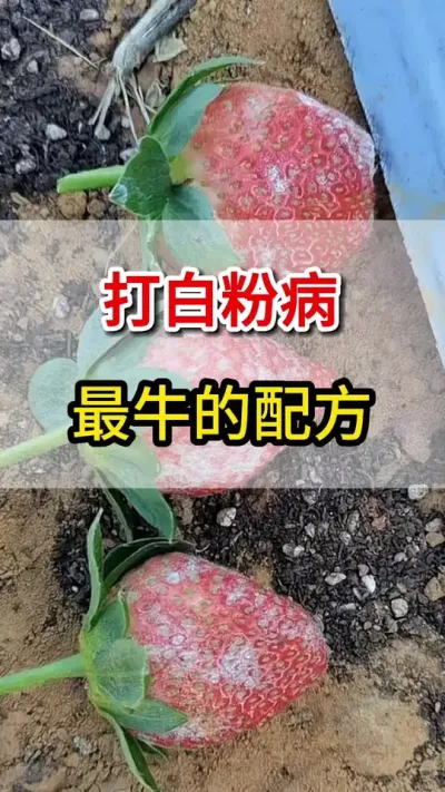 草莓白粉病，这一瓶快速脱粉没有残留#草莓种植 #三农 #抖音助农 #白粉病 #草莓🍓