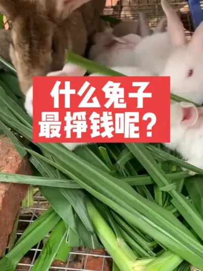 什么兔子最挣钱呢？ #兔子#养殖#三农
