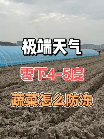 极端寒冷天气，蔬菜作物怎么做好防冻保暖措施 #农业种植 #三农 #种菜 #种植