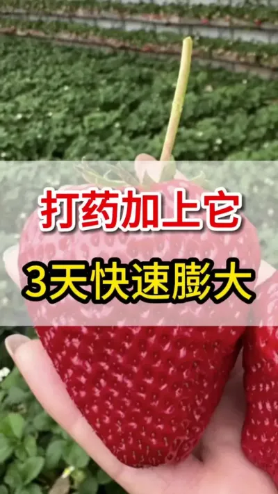 打完加上它，快速膨大上色增甜#膨果#膨大果实