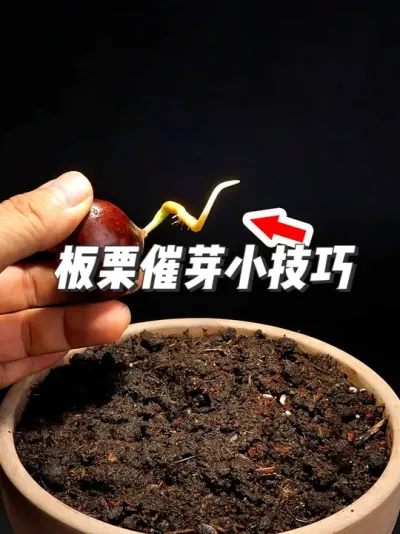 板栗催芽小技巧，从沙土到无土，从种子到幼苗 #种植小技巧 #园艺小妙招 #板栗种植 #催芽 #抖音知识年终大赏