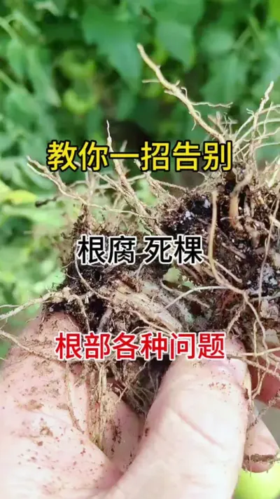 防治根腐一定要及时做#农业种植技术 #根腐病防治 #根腐克星 #农业种植技术