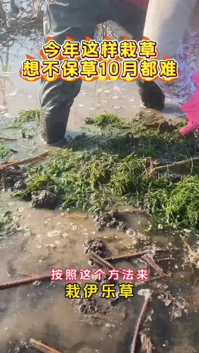 今年载草这样做，想不保草十月都难。#河蟹养殖 #河蟹养殖 #鱼虾蟹养殖 #大闸蟹养殖 #三农 @DOU+小助手