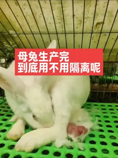 母兔生产完，到底用不用隔离呢？ #兔子#三农#养兔#养殖#养兔人