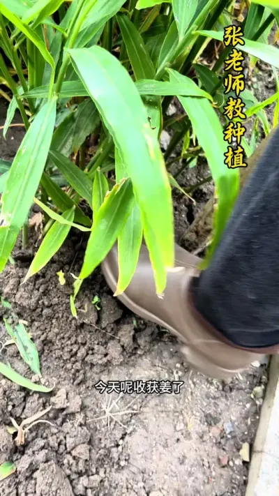 我们家的小黄姜已经开始收获了#关注我每天分享种植知识 #云南小黄姜 #生姜种植技术 #生姜种植 #生姜种植技术分享