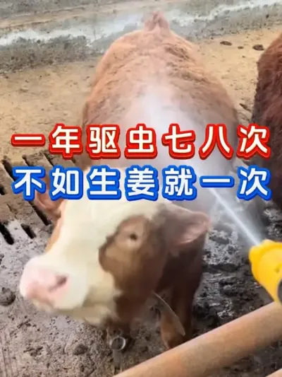 母牛产后掉膘严重四个方法来解决 #养牛人 #三农 #养牛 #养殖