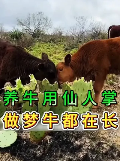 养牛用仙人掌做梦牛都在长 #养牛人 #三农 #养牛 #养殖
