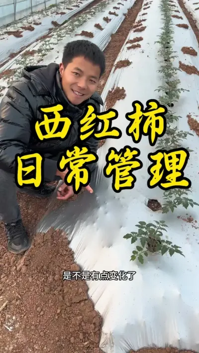 最近阴雨天一直在跑基地，今天出太阳了，过来开棚放棚，看看西红柿的长势。#返乡创业新农人 #记录我的种植生活