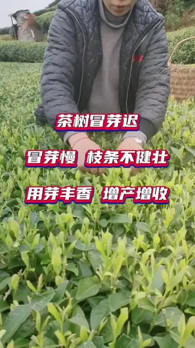 #茶树种植技术与管理 #茶叶采摘季节 #茶叶种植技术