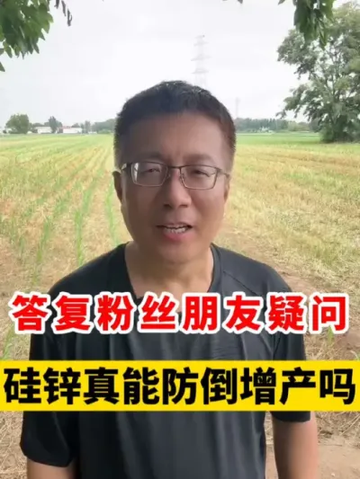 悬浮硅锌真能控旺防倒增产吗？ #玉米种植 #玉米种植技术 #玉米高产种植技术 #玉米控旺 #玉米种植大户