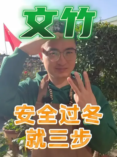 文竹安全过冬就三步！ #养花 #文竹 #养花小知识