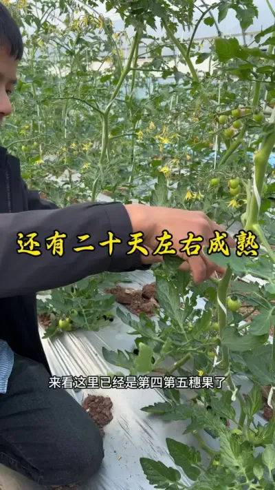 第一年回到老家重庆种小番茄，从零开始到现在开花结果，也遇到一些问题和困难，这都是经验！#返乡创业新农人 #记录我的种植生活