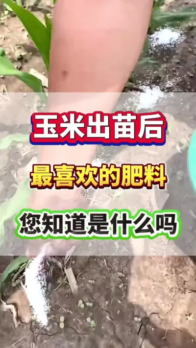 玉米出苗之后最喜欢的肥料，您知道是什么吗？#玉米种植#玉米高产 #玉米种植管理技术 #玉米施肥