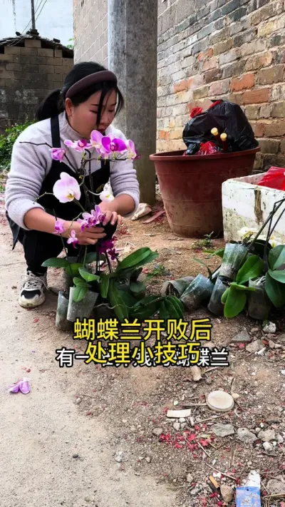 蝴蝶兰开败后不要扔，教你这样处理#种植小技巧 #蝴蝶兰#花卉绿植