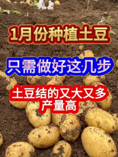 1月份种植土豆只需做好这几步土豆结的又大又多产量高 #土豆种植 #农业种植 #种植小技巧 #三农 #分享农业知识帮农民增产增收