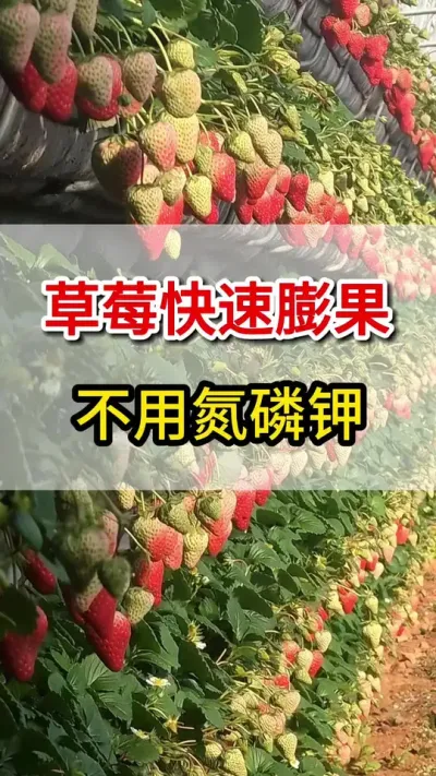 草莓快速膨果就用它，果大果多产量高#草莓🍓 #三农 #草莓种植