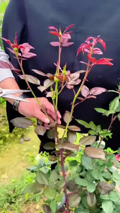 学会辩别月季常见病害，你也能轻松养好月季#月季 #养花小知识 #种植小技巧