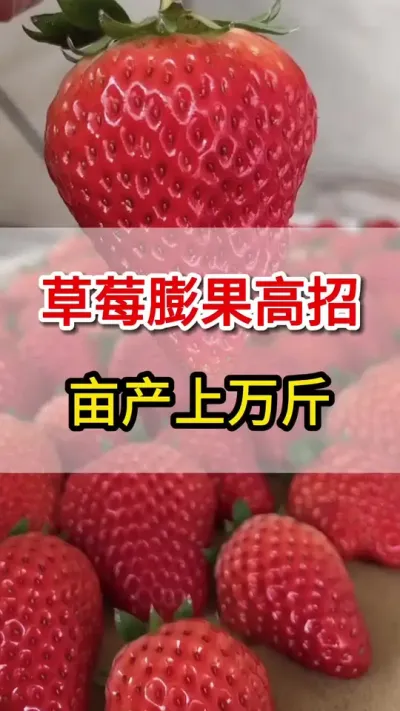 草莓膨果，目标上万斤的秘诀你知道么#草莓种植 #膨大#草莓🍓