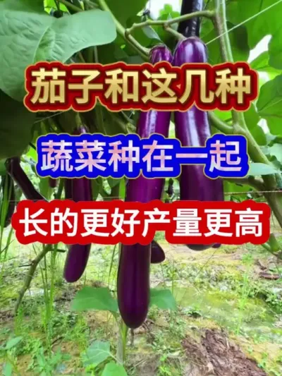 茄子和这几种蔬菜种在一起长的更好产量更高 #茄子种植 #农业种植 #种植小技巧 #蔬菜种植 #分享农业