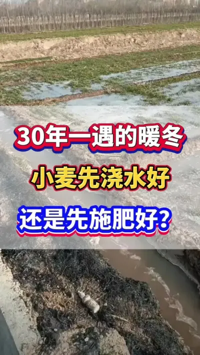 30年一遇的暖冬天气，小麦应该先浇水好，还是先追肥好？#小麦种植 #小麦高产 #小麦追肥 #小麦种植管理技术