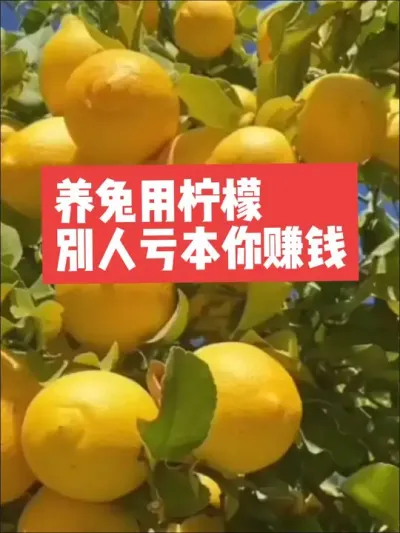 养兔用柠檬，别人亏本你赚钱 #三农#养殖#养兔#兔子#养兔人