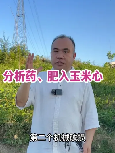 分析药、肥入玉米心 健康苗，叶面表面无伤口苗，正常打药和追肥，都不会伤玉米心！无论心里有水无水！         玉米叶心受伤或者受病虫大风侵害没康复，除草、追肥入心，难免让感染扩散！ 无论心里有水无