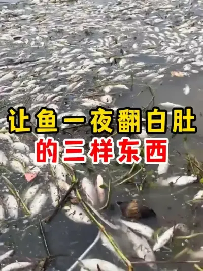 养鱼小心这三样 #水产养殖 #养殖 #农村 #四大家鱼养殖