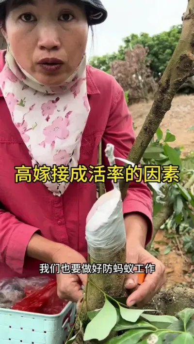 高嫁接成活率的因素#嫁接技术 #2024新农人计划 #dou来广东百千万 #抖音创作季