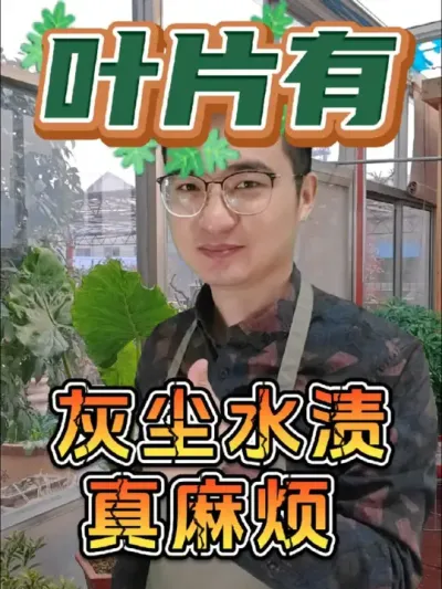 花叶子上有灰尘、水渍和肥料残留怎么办？ #养花 #花卉绿植 #除污亮叶剂