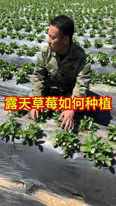 #草莓苗育苗基地 #草莓采摘园 #草莓种植管理技术和方法