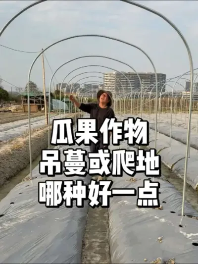 种瓜果作物，爬地和吊蔓哪种比较好 #种植 #农业种植 #三农 #种菜