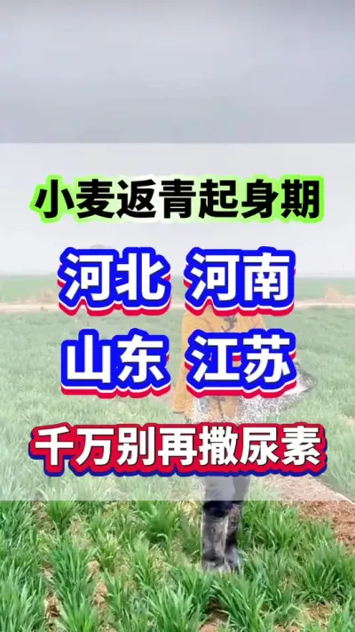 小麦开始返青起身，河北，河南，山东，江苏种小麦的老乡，千万别再撒尿素了！#小麦种植 #小麦高产  #小麦种植管理技术  #小麦追肥