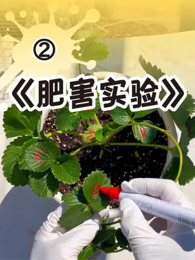 沉浸式施肥🥰 草莓肥害试验#草莓种植管理技术和方法 #记录我的种植生活 #盆栽草莓 #草莓施肥