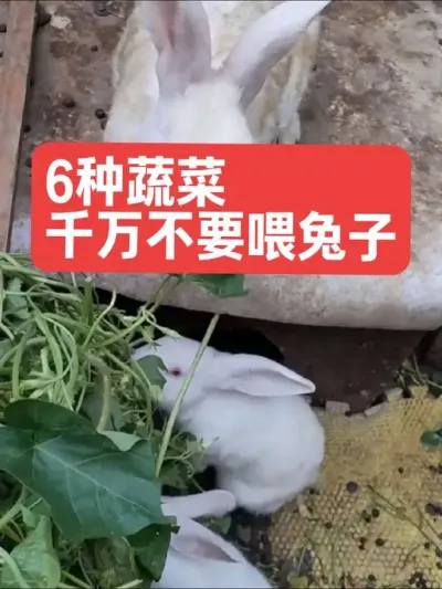 6种蔬菜，千万不要喂兔子 #养殖 #兔子 #养兔 #养兔人 #喂兔子