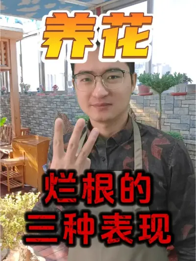 如何判断家里的花是否烂根了呢？看三个表现! #养花 #烂根 #防治烂根
